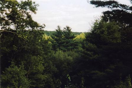forest view